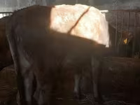 Ցուլ, Russian Black pied cattle — լուսանկար 5