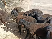 Ovelhas (lote, sexo não especificado), Tajik sheep — foto 3