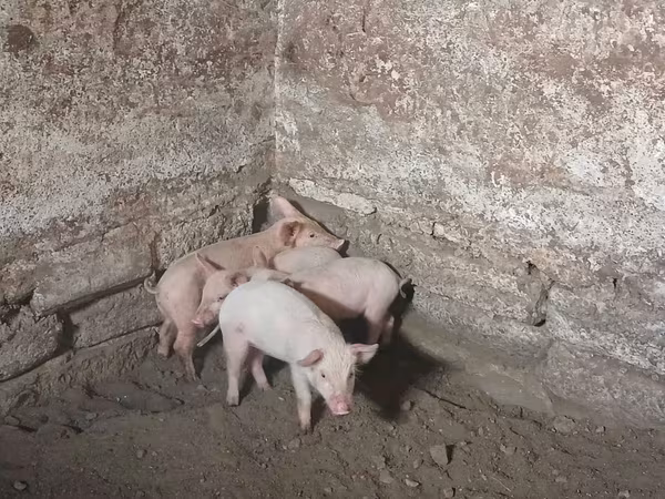 Säue, Schweine