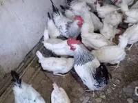 Chickens — फ़ोटो 3