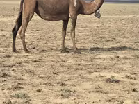 Camelos (lote, sexo não especificado), Anafi camel — foto 2