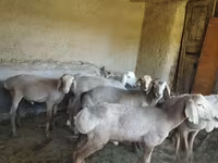 Койлор (партия, жынысы көрсөтүлгөн эмес), Койлор — сүрөт 2