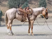 حصان, Quarter Horse — الصورة 3