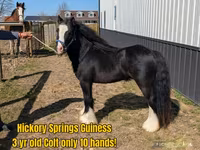 Cavalo, Gypsy horse — foto 4