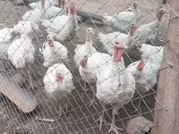 Turkeys — Foto 2