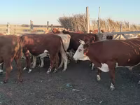 Ցուլ, Simmental cattle — լուսանկար 2