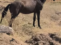 فرس, الخيول — الصورة 2