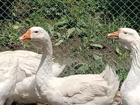 Geese — լուսանկար 4