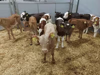 Կով, Simmental cattle — լուսանկար 1
