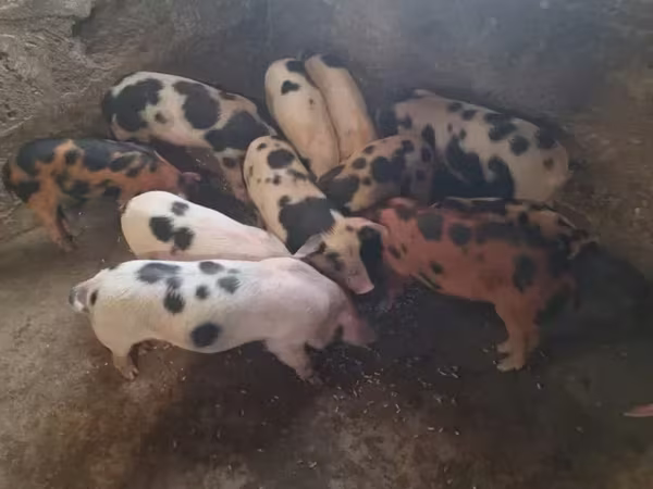 Eber, Schweine — Armenien