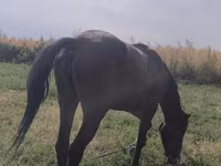 Էգ ձի, Friesian sport horse — լուսանկար 2