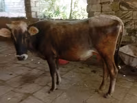 Vaca, Cebú de Azerbaiyán — foto 1