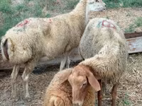 Schaf, Apsheron sheep — Foto 4
