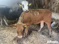 गाय, लिमोज़िन गाय — फ़ोटो 1