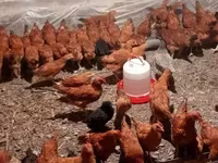 Chickens — լուսանկար 2