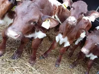 Bovinos (lote, sexo não especificado), Simmental cattle — foto 4