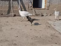 Turkeys — լուսանկար 3