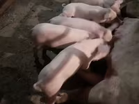 Արու խոզ, Խոզեր — լուսանկար 4