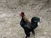 Japanisches Bantam — Foto 1