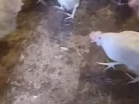 Leghorn — photo 4