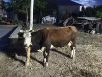 Cow, Latvian Blue cattle — photo 1