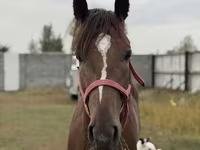 Horse (M), Arabian horse — photo 6