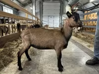 Արու այծ, Alpine goat — լուսանկար 2