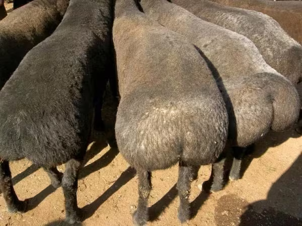 公羊, Sheep