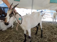 عنزة, Saanen goat — الصورة 4