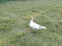 Turkeys — Foto 3