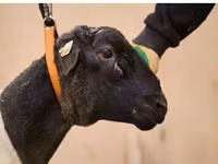Խոյ, Dorper sheep — լուսանկար 2