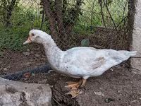 Hausente — Foto 2