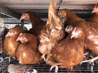 Chickens — Foto 8