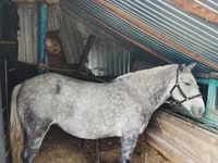 Yegua, Ukrainian Riding Horse — foto 1