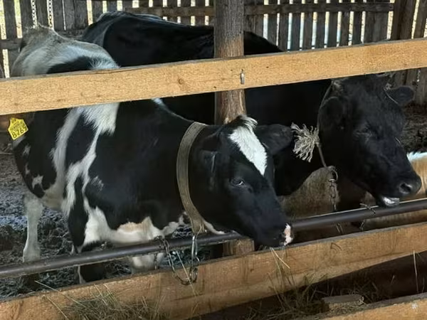 Vaca, Raza Holstein