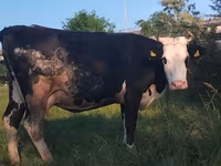 Kuh, Holstein-Rasse — Foto 1