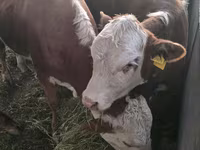 Bulle, Kasachische Weißkopfkuh — Foto 7