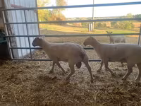 Қошқар, Charollais sheep — 1-сурет