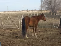 Mare, Kazakh horse — photo 1