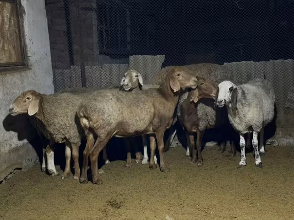 Schaf, Arashan sheep