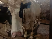 Vaca, Simmental cattle — foto 1