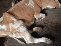Vaca, Simmental cattle — foto 4