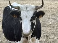 Vaca, Raça de vaca — foto 4