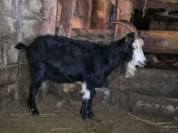 Էգ այծ, Kamori goats