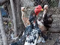 Chickens — الصورة 1