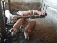 मादा सूअर, सूअर — फ़ोटो 2