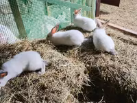 Chickens — լուսանկար 3