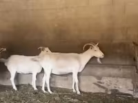 母山羊, Pomellata goat — 照片 1