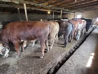 公牛, Simmental cattle — 照片 8