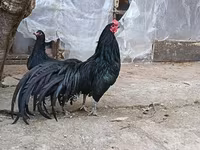 सुमात्रा — फ़ोटो 1